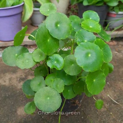 কয়েন প্লান্ট