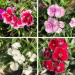 ডায়ান্থাস