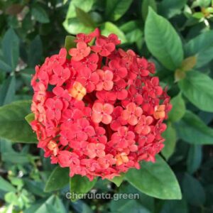 সিঙ্গাপুরি রঙ্গন