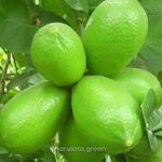 কাগজি লেবু