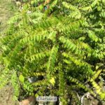 কারিপাতা গাছ