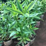 লাকি ব্যাম্বু