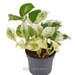 মঞ্জুলা পোথস