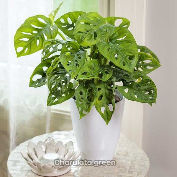 monstera-adansonii মনস্টেরা আদানসনি
