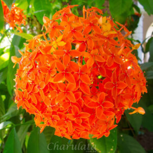 কমলা রঙ্গন