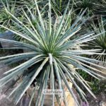 সেঞ্চুরি পাম