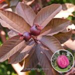 পলি পেয়ারা