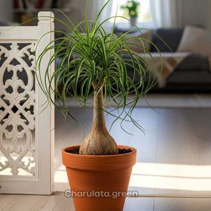 পনিটেইল পাম