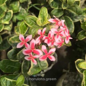 ভেরিগেট রঙ্গন