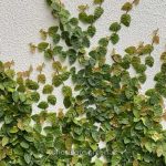 wall-carpet