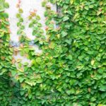 ওয়াল কার্পেট