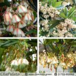 রুদ্রাক্ষ