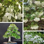 পার্শিয়ান জুঁই