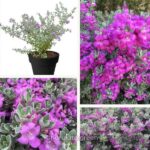 টেক্সাস রেঞ্জার