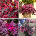 ফ্রিঞ্জ ফ্লাওয়ার