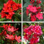 দত্ত প্রিয়া