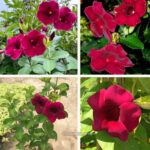 allamanda maroon