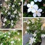 ভুটান মল্লিকা