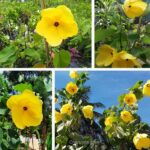 হলুদ স্থলপদ্ম