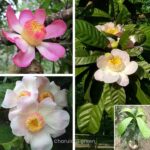 গুস্তাভিয়া