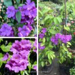 মিনিয়েচার গার্লিক ভাইন