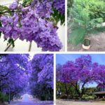 Jacaranda