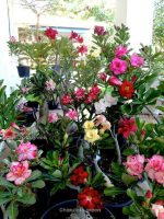 adenium