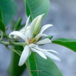 Magnolia champaca শ্বেতচাঁপা