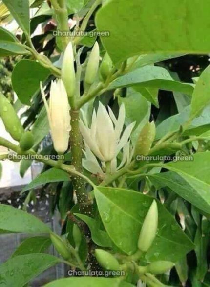 Magnolia champaca শ্বেতচাঁপা