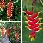 heliconia হ্যালিকনিয়া