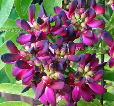 এভারগ্রিন উইস্টেরিয়া
