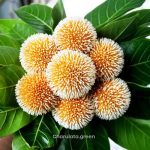 হলুদ কদম