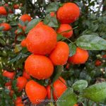 চায়না মিষ্টি কমলা