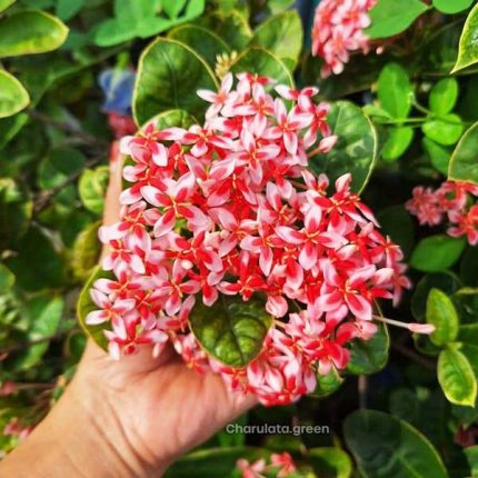 ভেরিগেটেড রঙ্গন