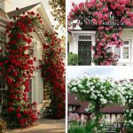 লতা গোলাপ