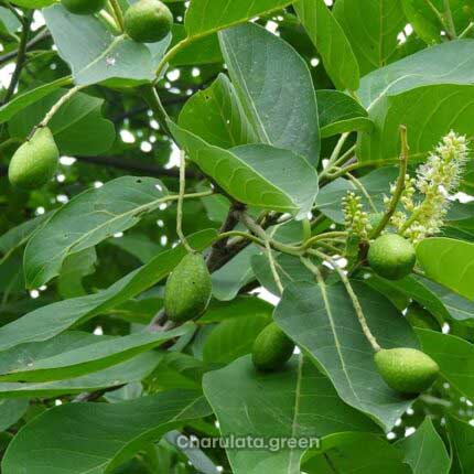 বহেরা