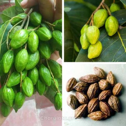 হরিতকী