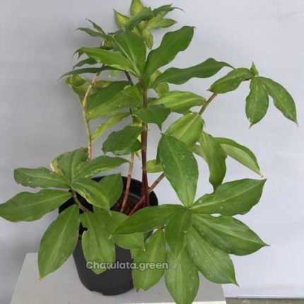 ইন্সুলিন