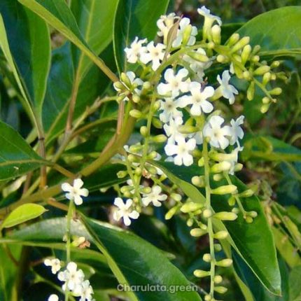 সরস্বতী চাঁপা