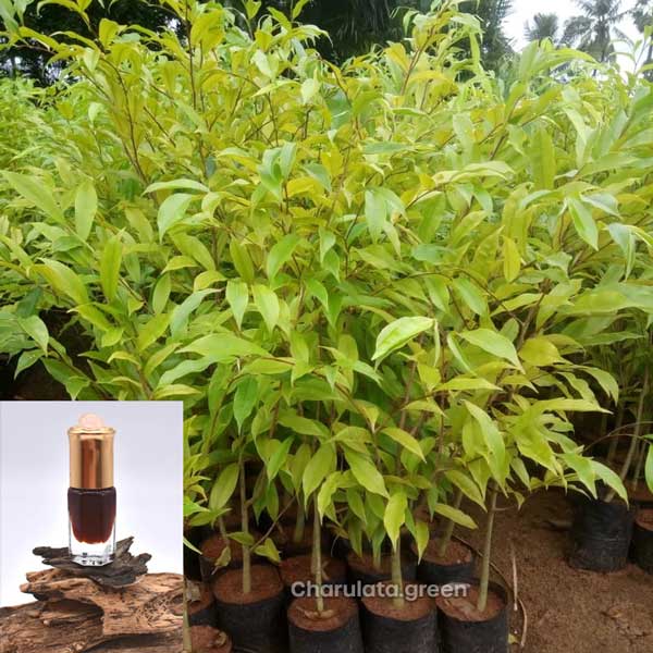 Agarwood2 আগর গাছ
