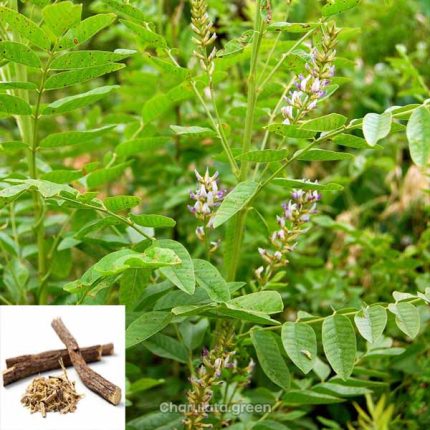 যষ্টি মধু গাছ