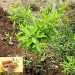 শ্বেত চন্দন