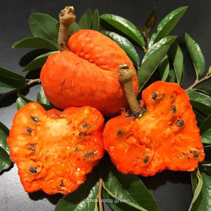অ্যানোনা স্পাইনসেন্স