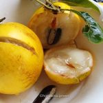 জায়ান্ট আবিউ