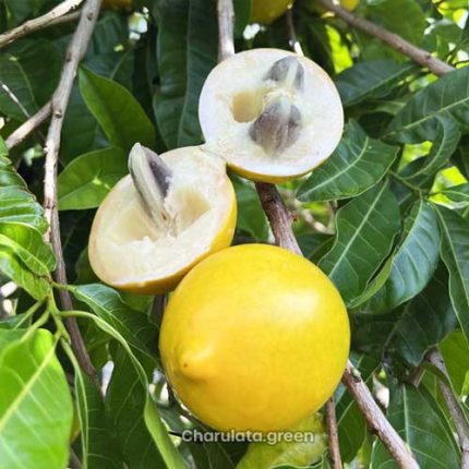 জায়ান্ট আবিউ