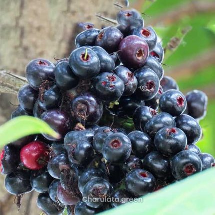 লিপোটে