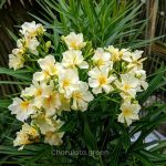 হলুদ করবি