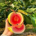 রেড ডায়মন্ড পেয়ারা