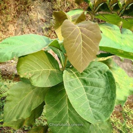 সেগুন গাছ