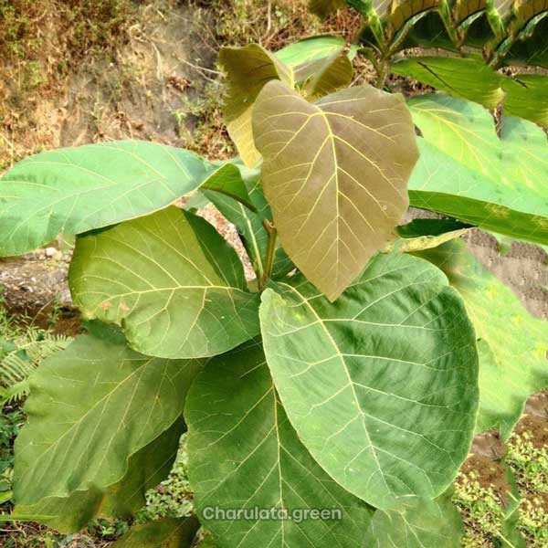 segun সেগুন গাছ